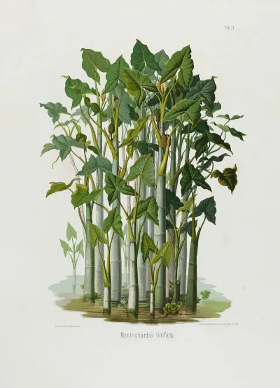 Aroideae Maximilianae Pl 21