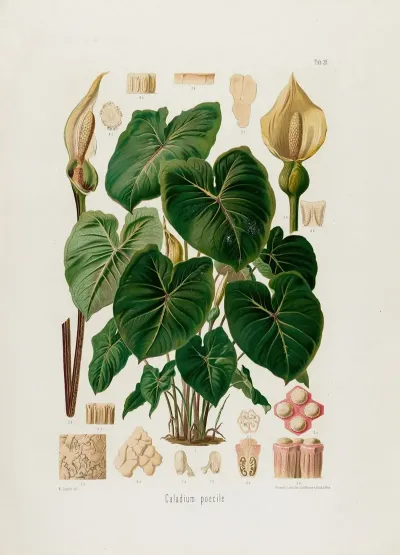Aroideae Maximilianae Pl 28