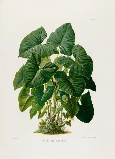 Aroideae Maximilianae Pl 31
