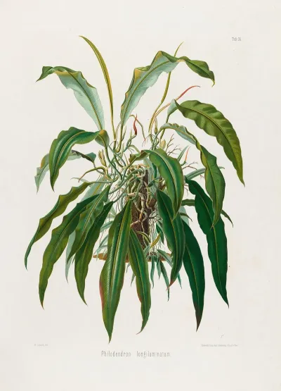 Aroideae Maximilianae Pl 35