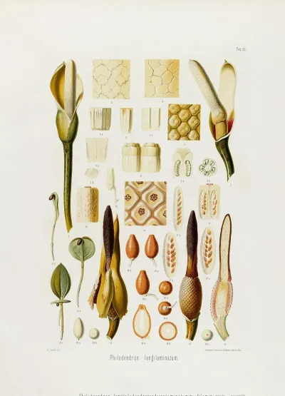 Aroideae Maximilianae Pl 36