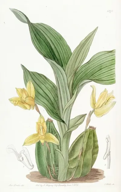 Aromatic Maxilleria