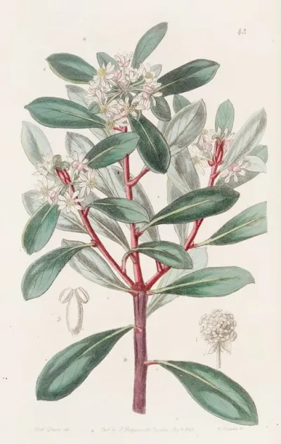 Aromatic Tasmannia