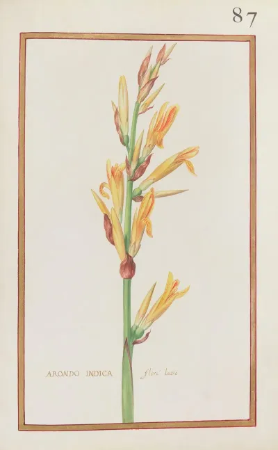 Arondo Indica Flore Luteo