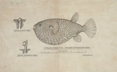 Arothron Gillbanksii Gillbanks Globe Fish 2