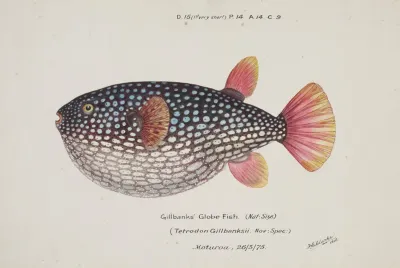 Arothron Gillbanksii Gillbanks Globe Fish