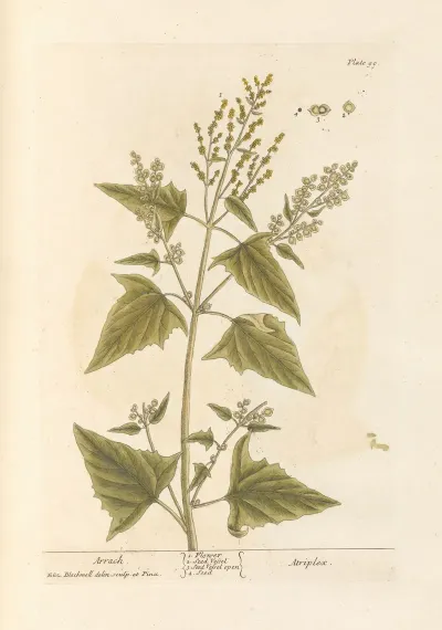 Arrach