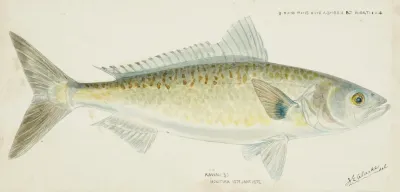 Arripis Trutta Nz Kahawai