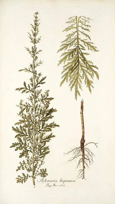 Artemisia Hispanica