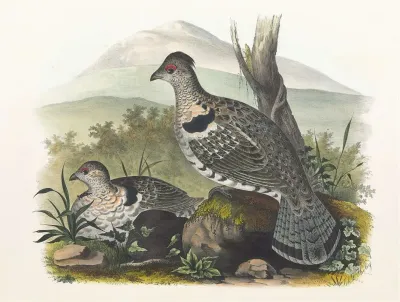 Artic Ruffed Grouse