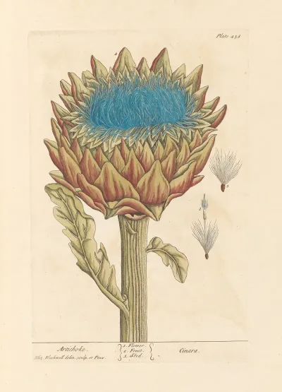 Artichoke 2