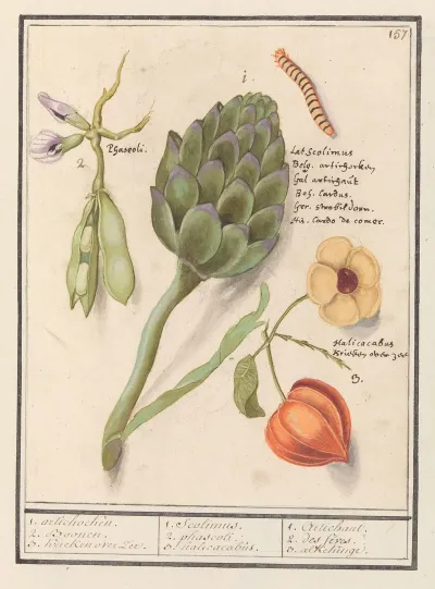 Artisjok Cynara Scolymus Tuinbonen Vicia Faba En Lampionplant Physalis