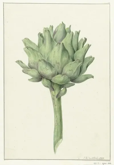 Artisjok
