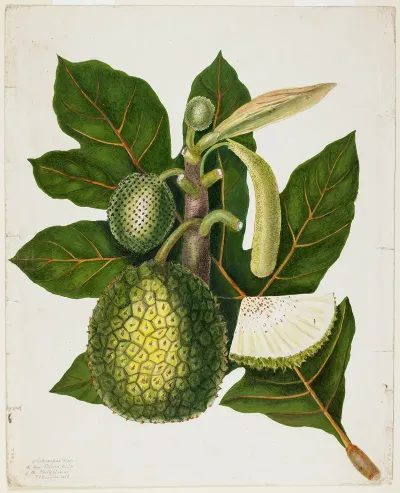 Artocarpus Incisa The True Bread Fruit Of The Phillipines