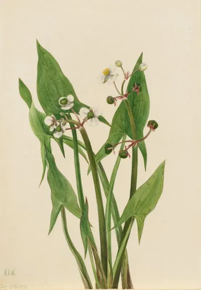 Arum Arrowhead Sagittaria Cuneata 2