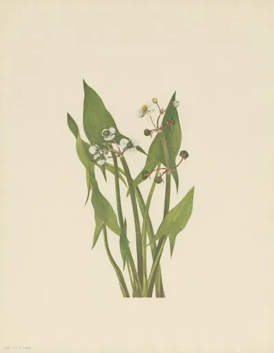 Arum Arrowhead Sagittaria Cuneata 3
