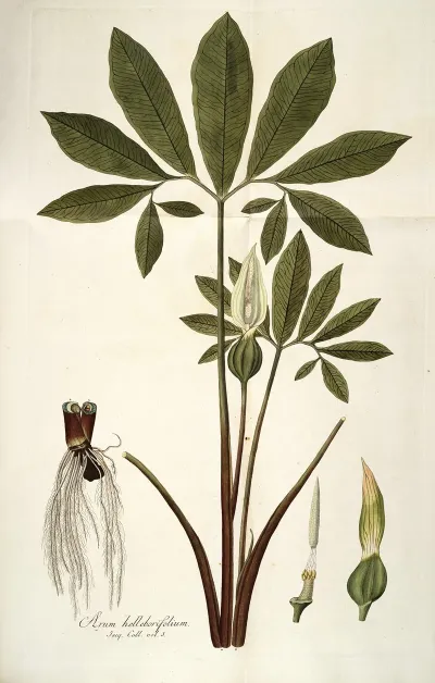 Arum Helleborifolium