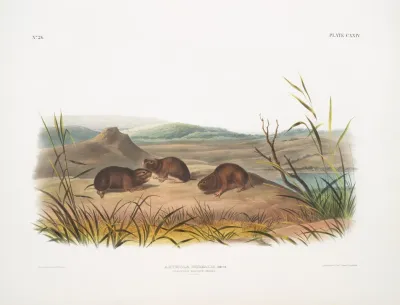 Arvicola Borealis Northern Meadow Mouse Natural Size
