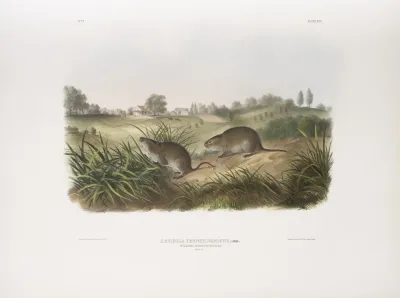 Arvicola Pennsylvanicus Wilsons Meadow Mouse Natural Size