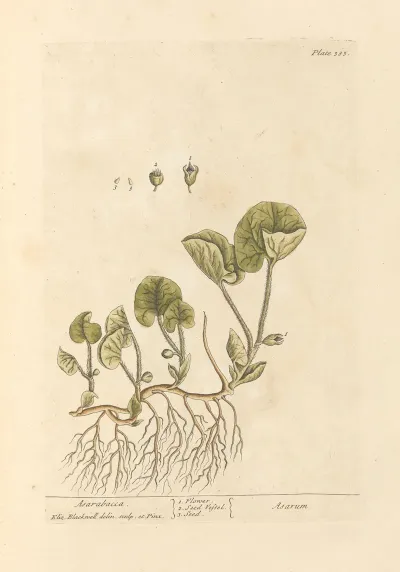 Asarabacca