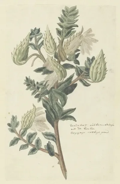 Asclepias Cancellata Or Gomphocarpus Cancellatus Burm F Bruyns Cape Or Cotton Milkweed