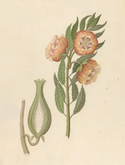 Asclepias Grandiflora Pachycarpus Grandiflorus