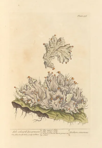 Ash Colourd Liverwort