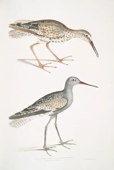 Ash Headed Snipe Totanus Fuscus
