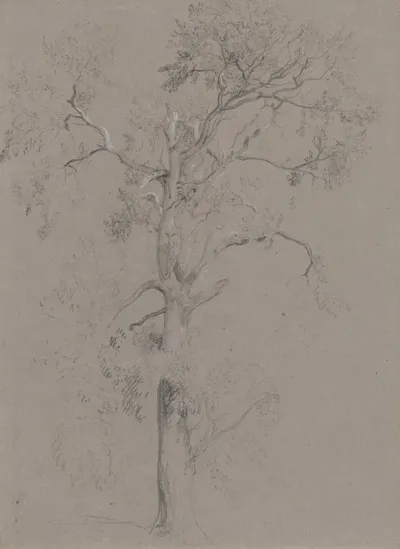 Ash Tree In Ashstead Park
