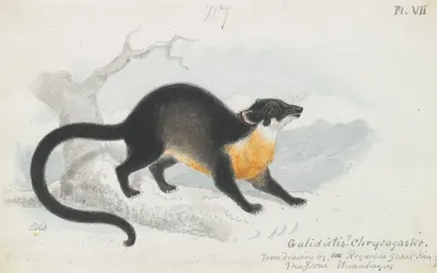 Asian Palm Civet