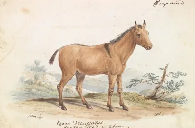 Asinus Hippagrus The Yo To Tze