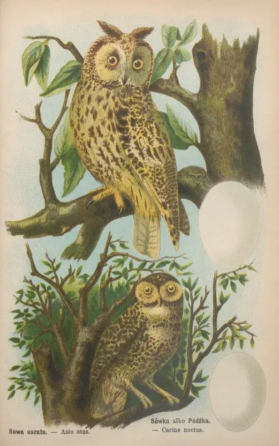 Asio Otus Carine Noctua