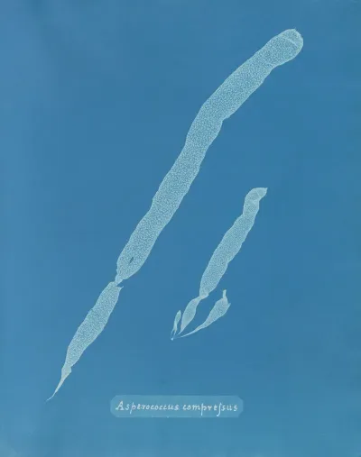 Asperococcus Compressus