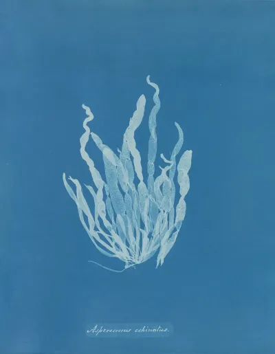 Asperococcus Echinatus