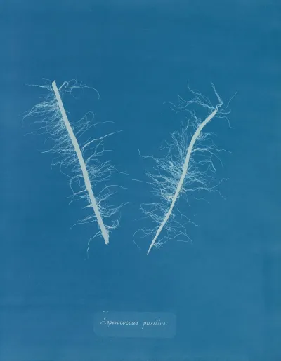 Asperococcus Pusillus