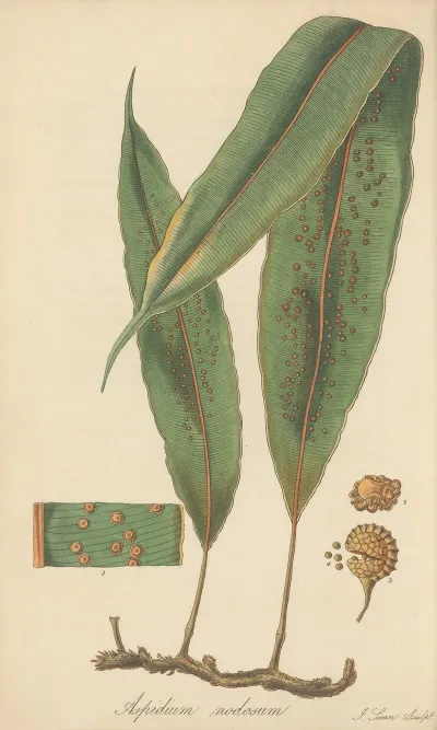 Aspidium Nodosum