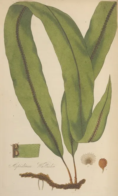 Aspidium Wallichii