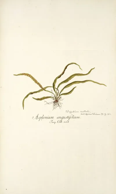 Asplenium Angustifolium