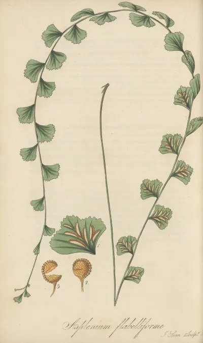 Asplenium Flabelliforme