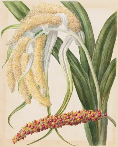 Astelia Solandri Kowharawhara