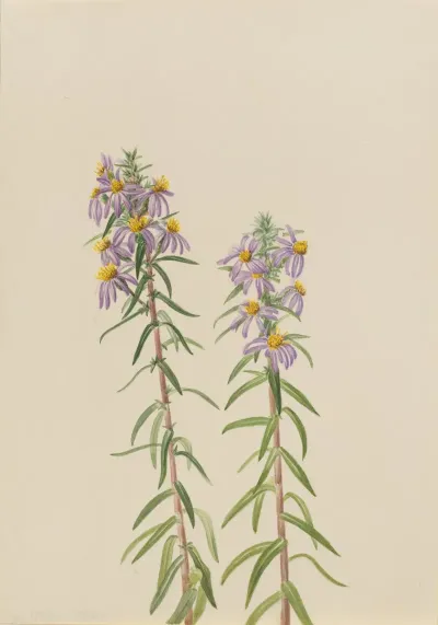 Aster Aster Hirariifolius