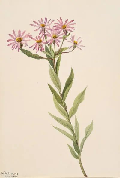 Aster Engelmann