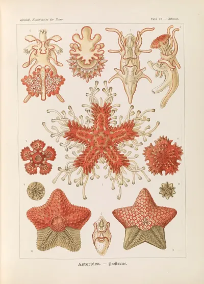 Asteridea Seesterne