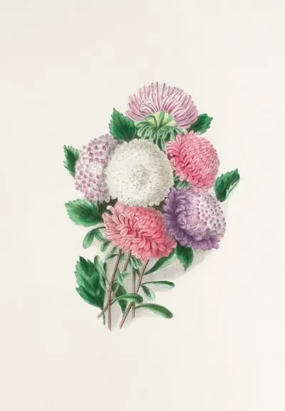 Asters 2