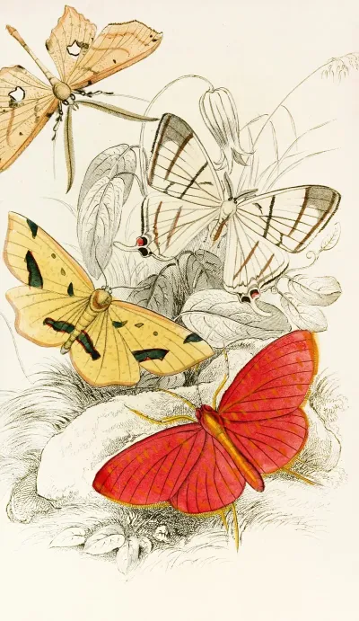 Asthenia Podaliriaria Macrotes Netrix Venilia Sospita Eumelia Rosalia
