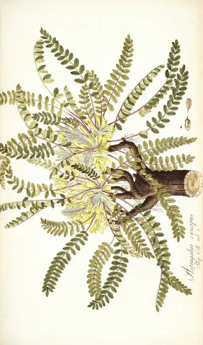 Astragalus Exscapus