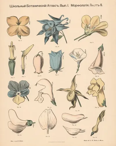 Asymmetrical Flowers