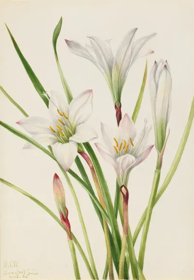 Atamasco Lily Atamosco Atamasco 2