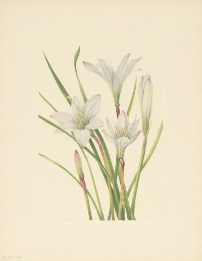 Atamasco Lily Atamosco Atamasco 3