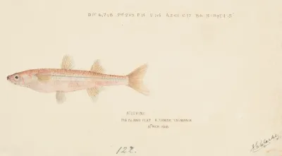 Athennidae Tas